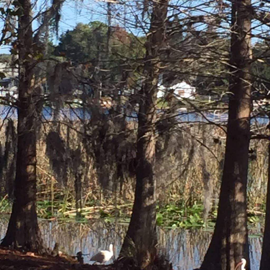 Phenomenal Playground