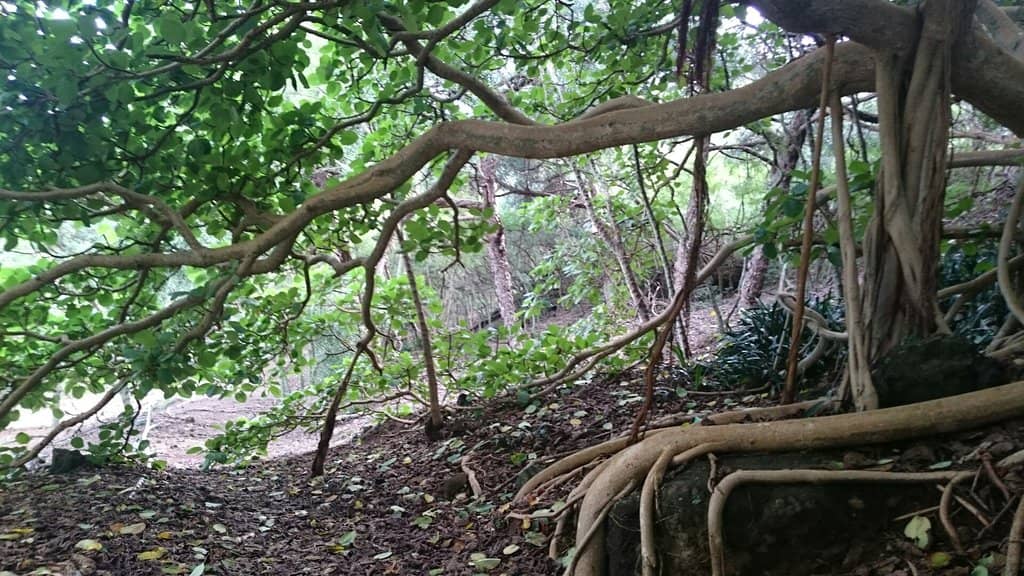 Koko Head Crater Trail