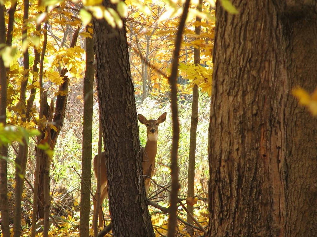 The Highlands Trails