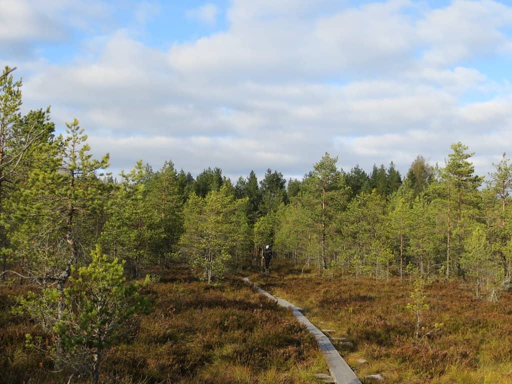 Savojärvi Lake Loop