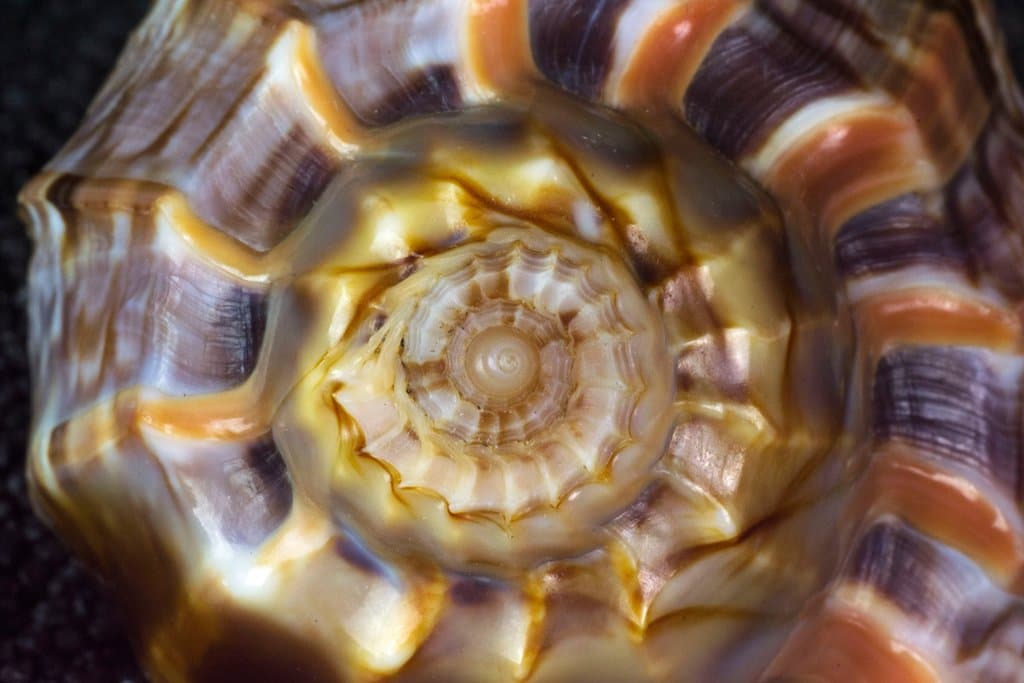 Alcuni esemplari della collezione malacologica. Anna Fabrizi ph