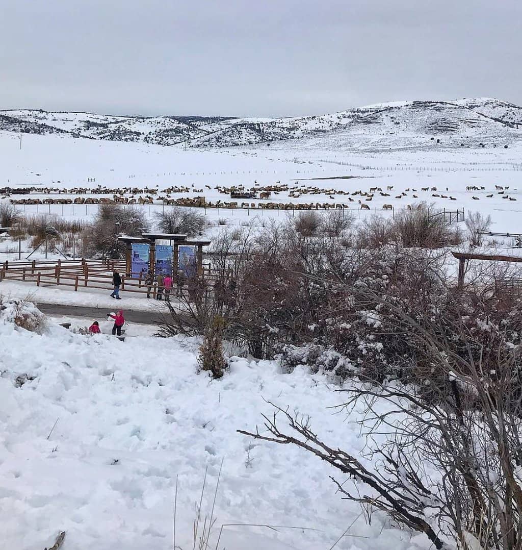 Surprise Wildlife Sightings