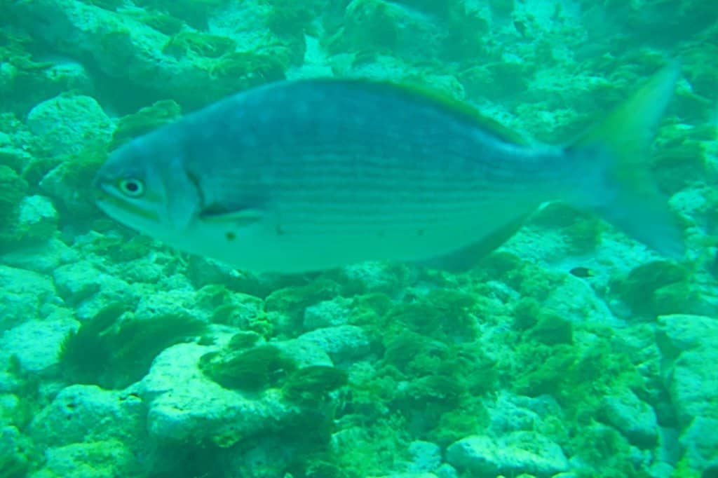 Sea Turtle Encounters