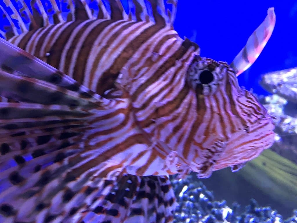 IMAG History & Science Center