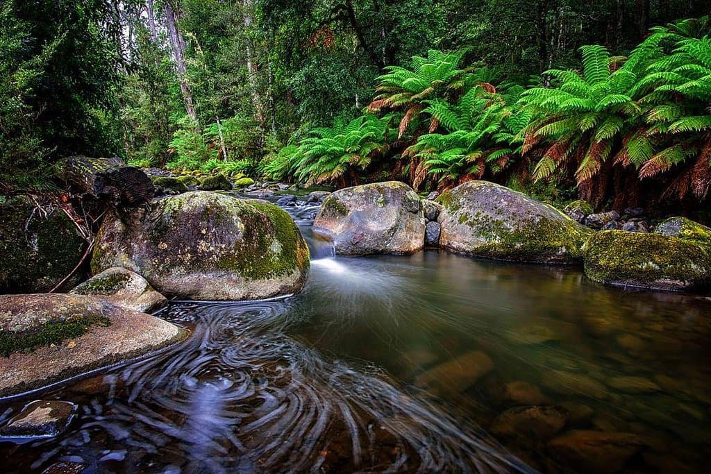 Barrington Tops at its finest 👌 Looking for tranquility, rejuvenation and renewal? Head to Barrington Tops! Looking for adventure, adrenaline and wonder? Head to Barrington Tops! Looking for hikes, swimming holes and mountain bike trails? You know where to go 😉 📷 instagram.com/mattstephens7884/ #barringtoncoast #barringtontops