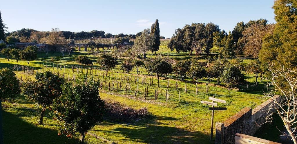 Pêra Manca Wine
