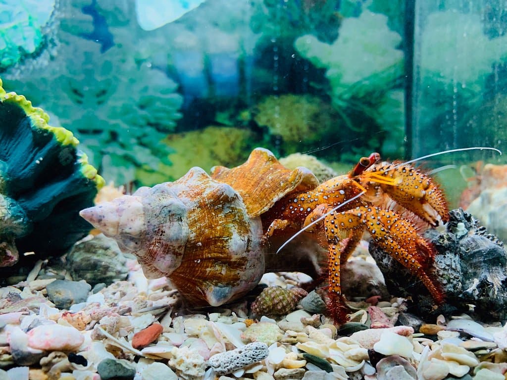 Hermit Crab in one of the exhibits