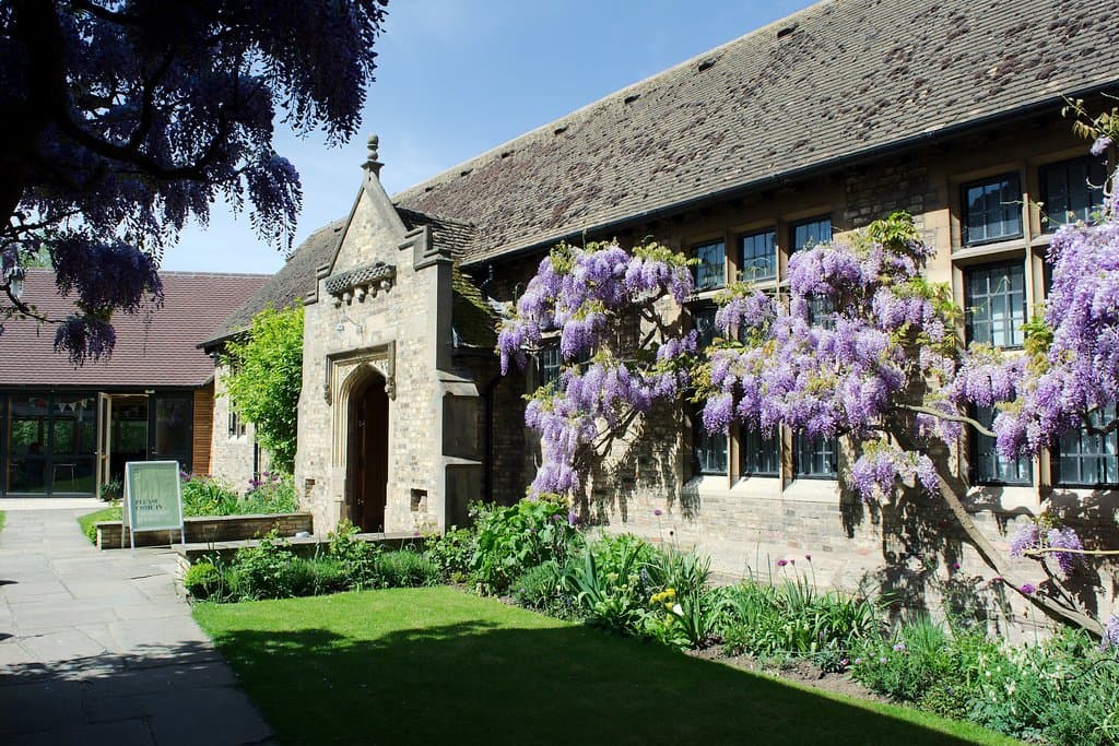 The wisteria at The Norris Museum