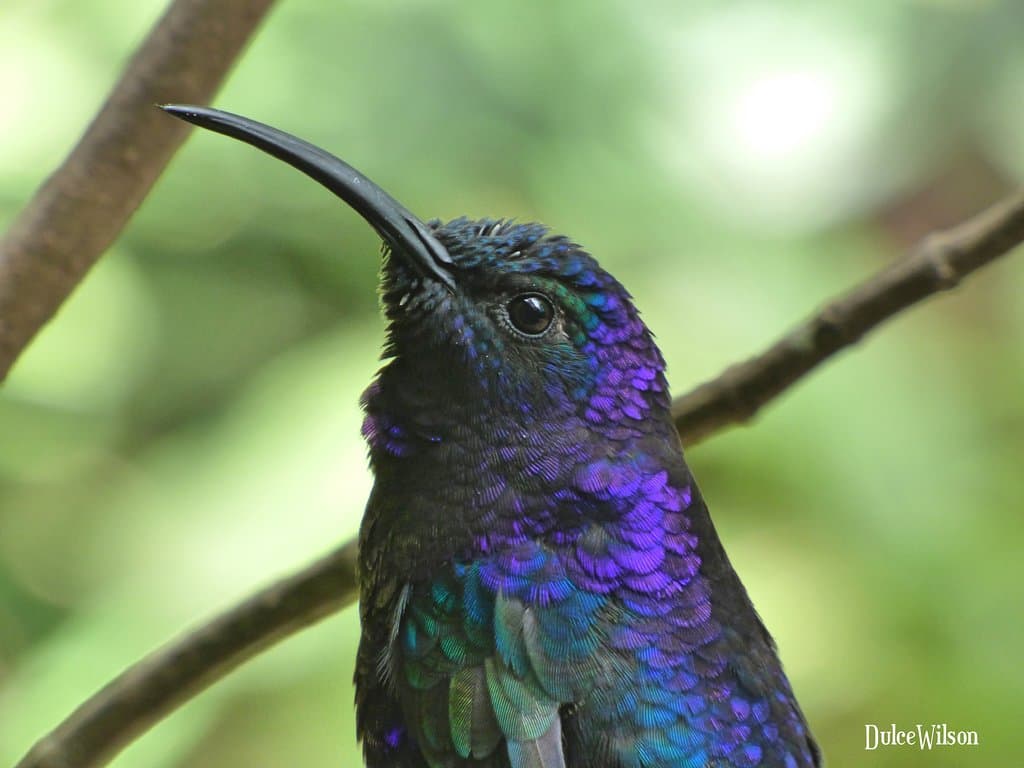 Male Violet Sabrewing taking a short break.