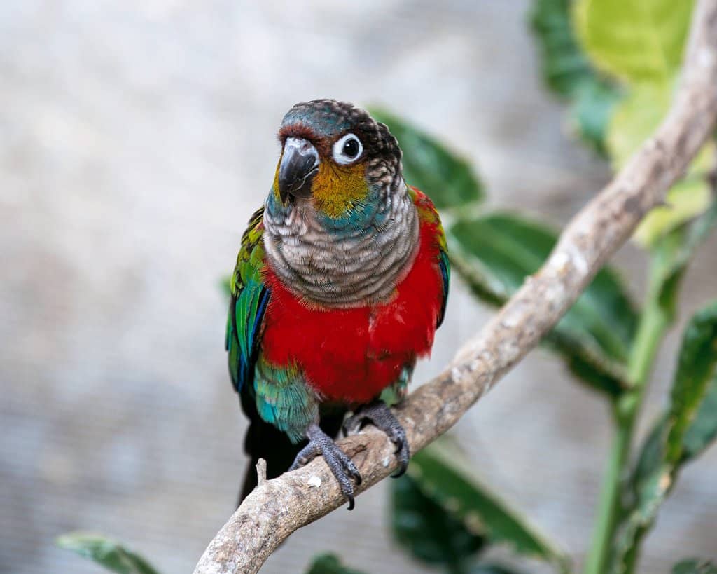 Interactive Bird Aviaries