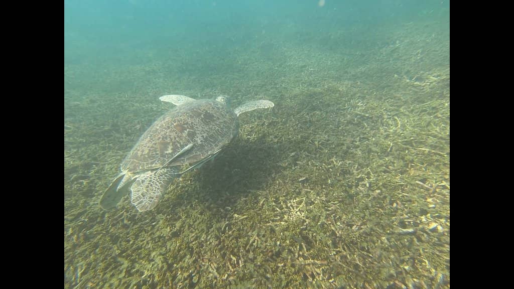 Crystal-Clear Waters