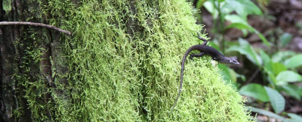 Hilltop Tomb of Tusitala