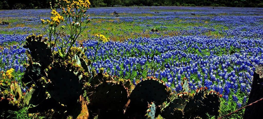 A field of bluebonnets near the Eagle Eye Observatory