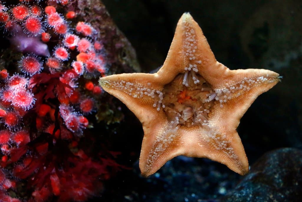 Up close look at a starfish!