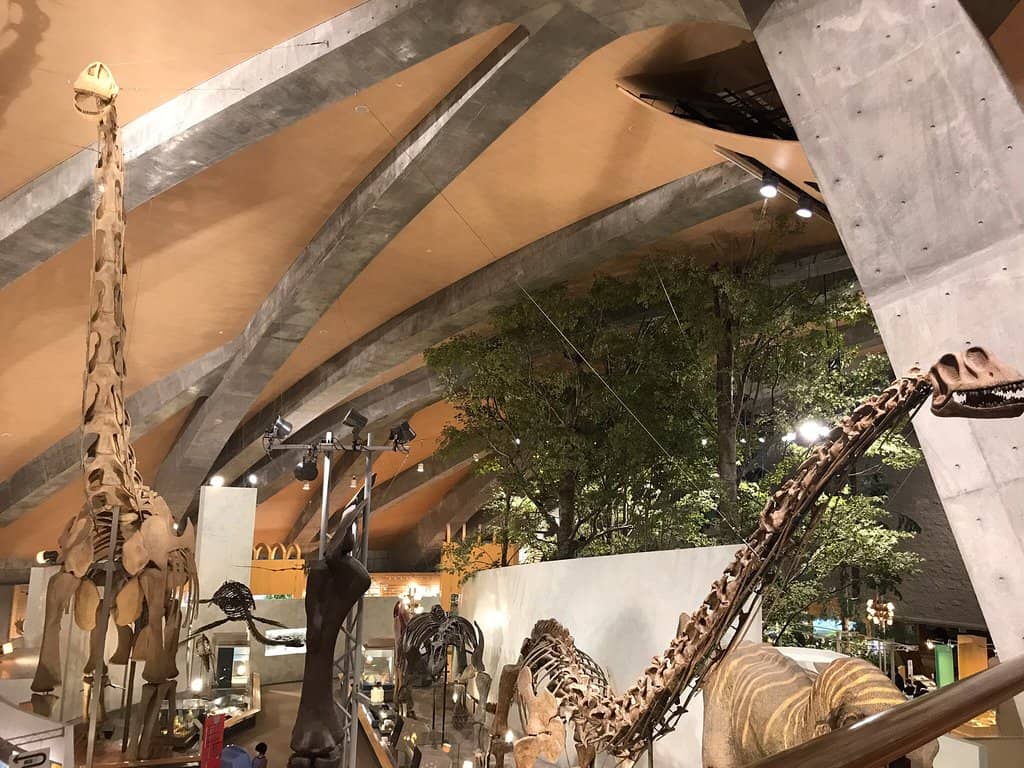 Taxidermy Collection