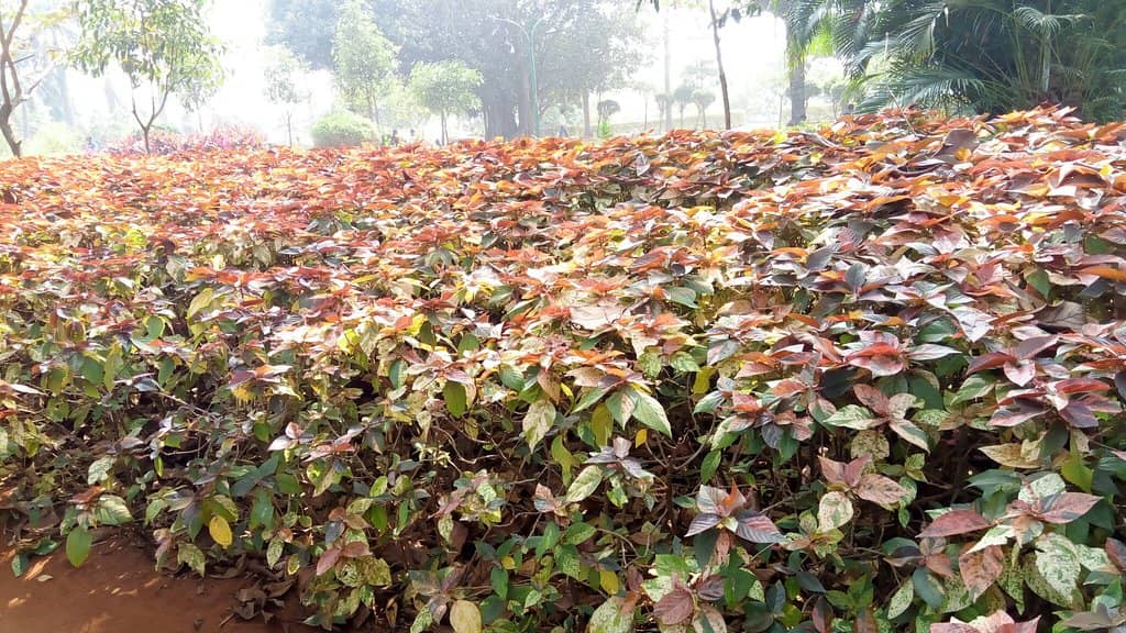 Glass Skywalk Bridge