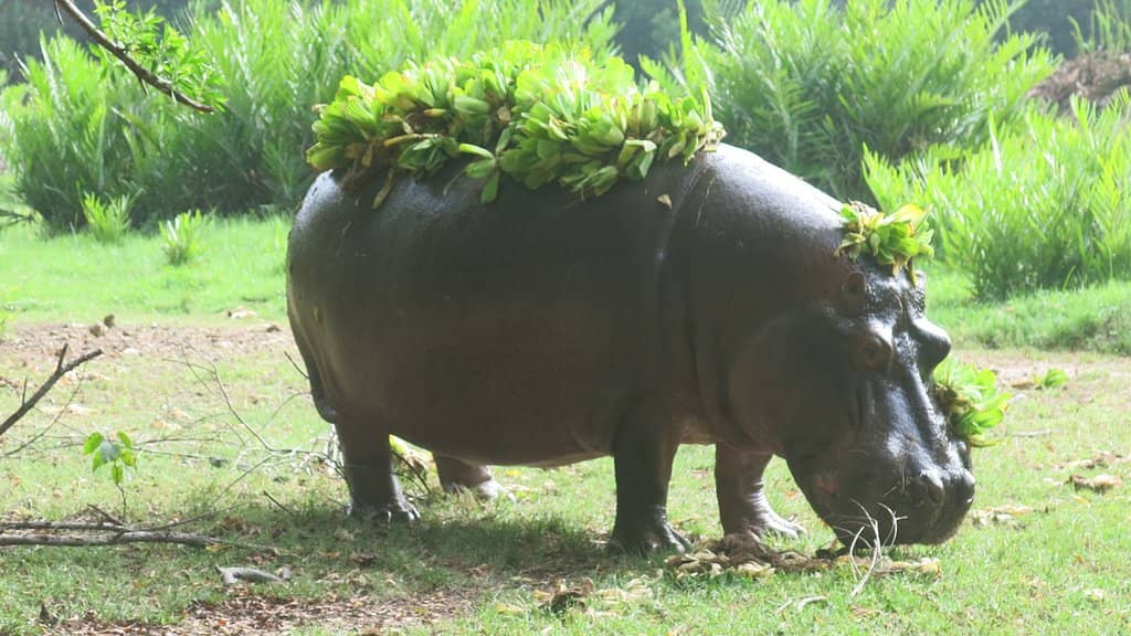 Giraffe Feeding Frenzy