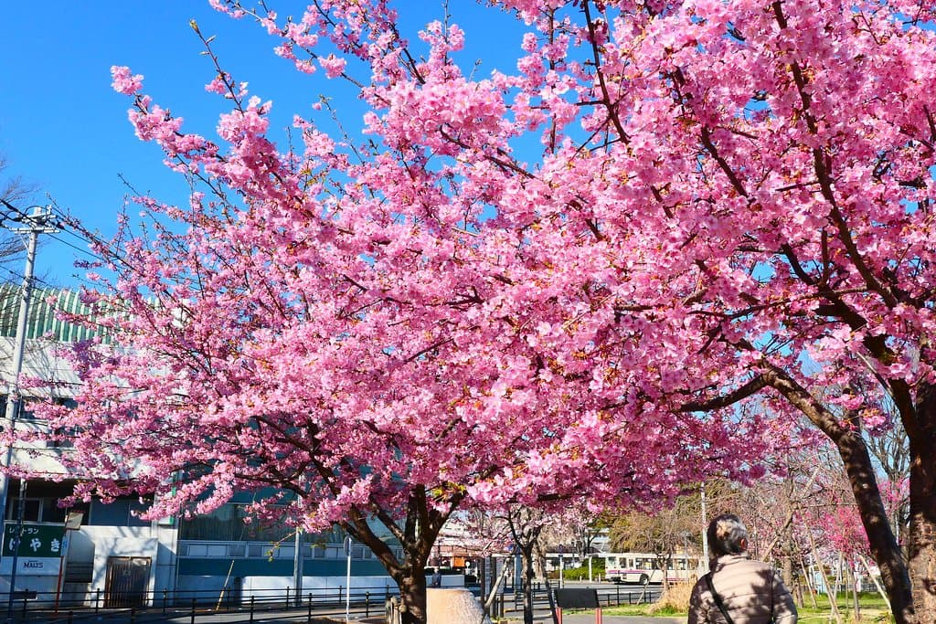 梅がキレイですね。