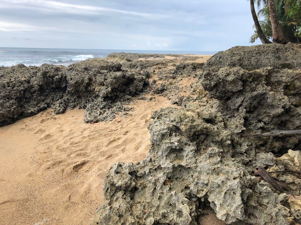 Jaguar Rescue Center Puerto Viejo
