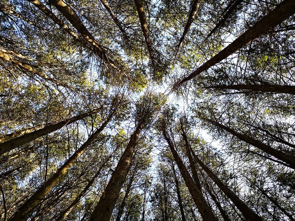 Illuminated Forest