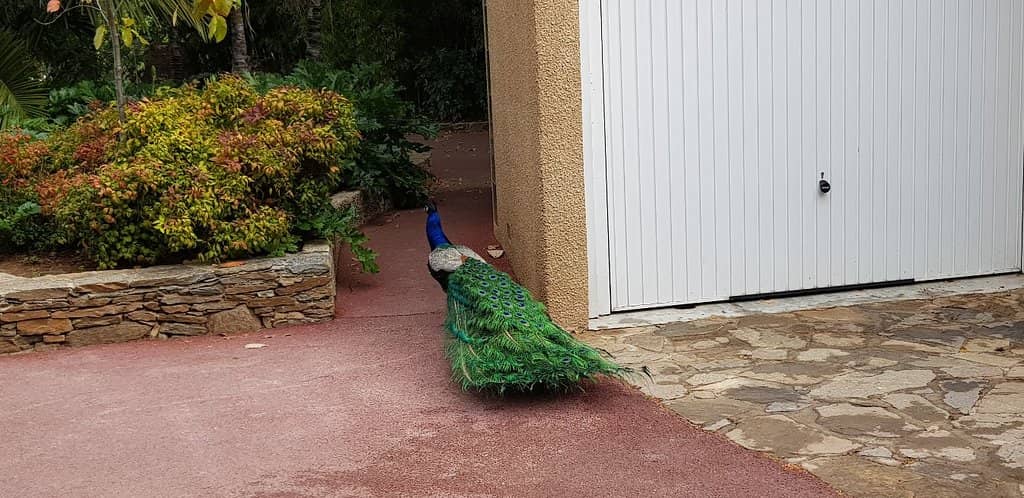 Miniature Train Ride