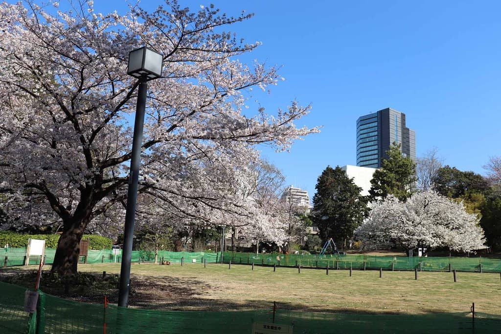 Cherry Blossom Spectacle