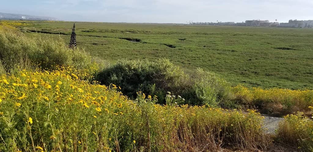 Tijuana River Estuary