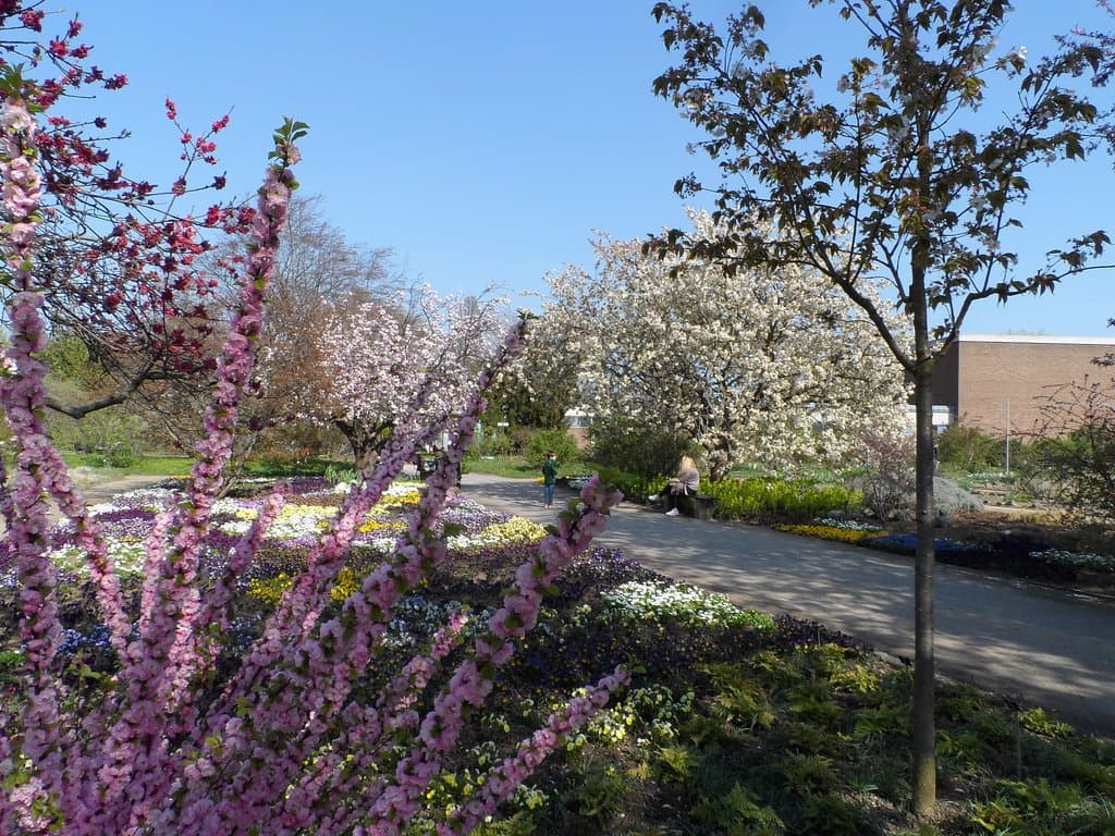 Botanischer Garten Mainz: Kirschen und Mandeln am blühen