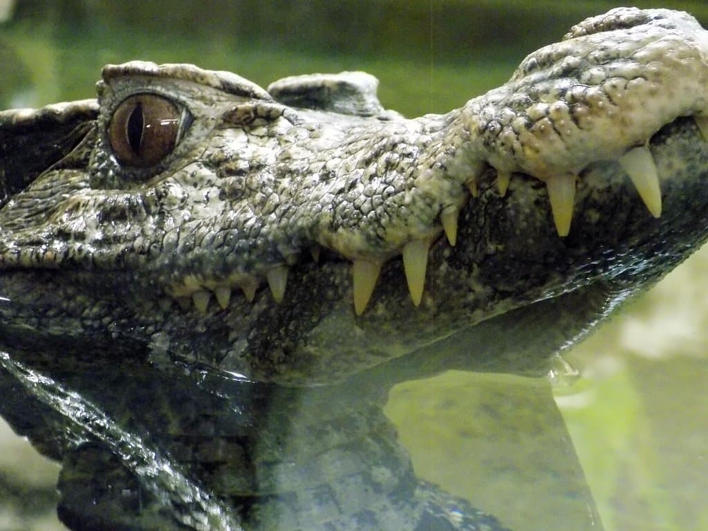 Trigger - he likes to be photographed :-)