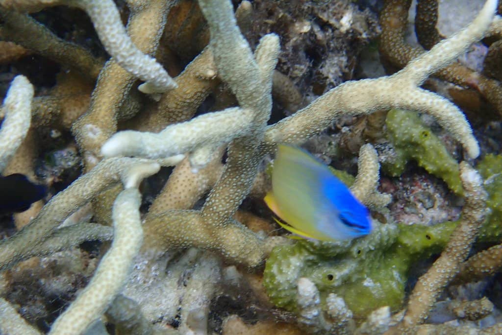 Scenic Island Backdrop