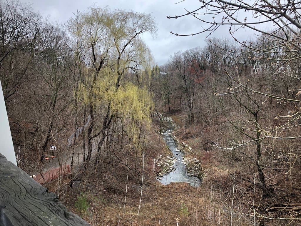 spring season @ Moore Park Ravine