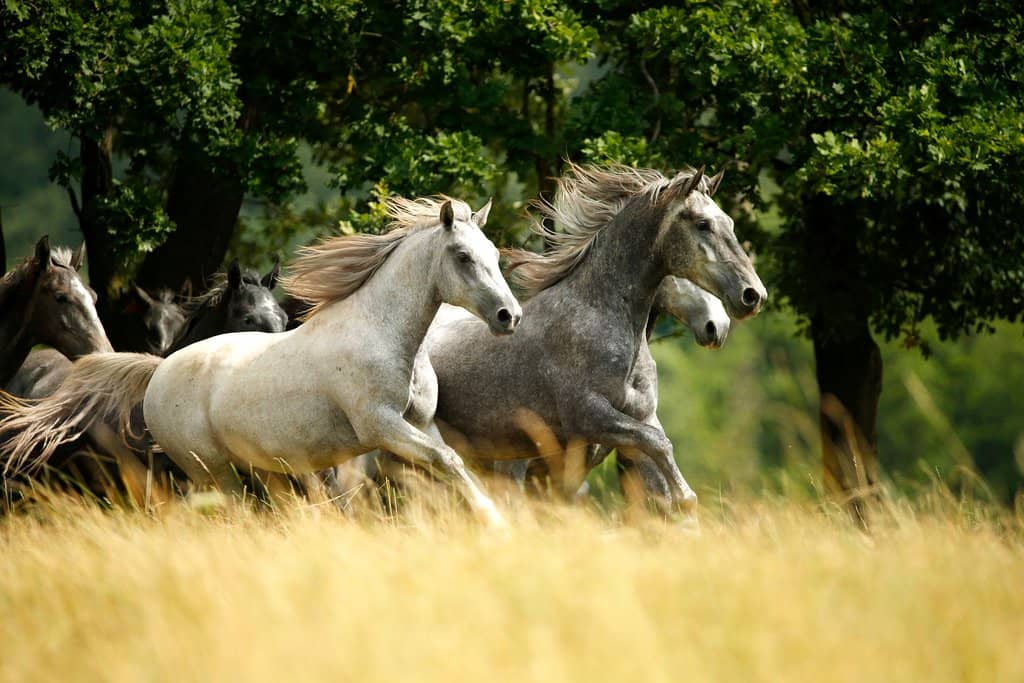 Classical Riding Training