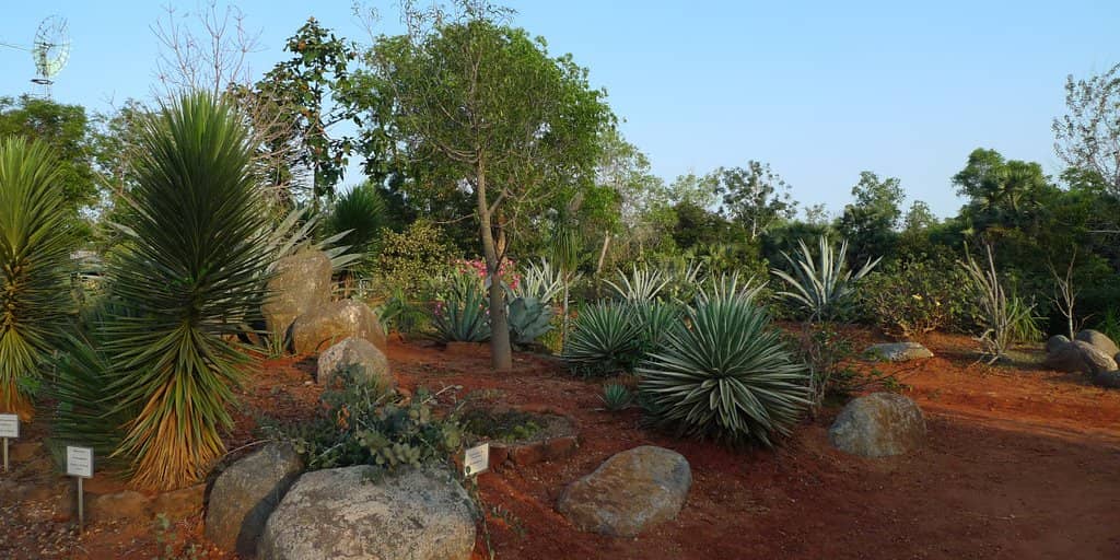 Cactus Garden