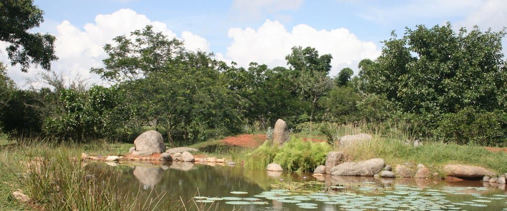 Pond