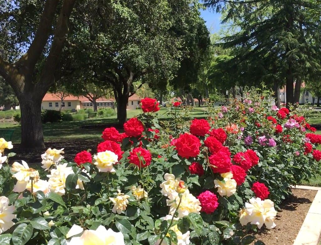 World Peace Rose Garden Capitol