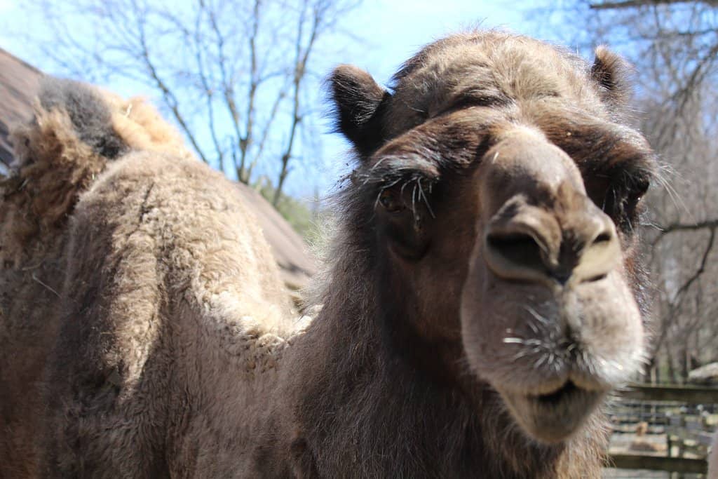 Nocturnal Wildlife Tour