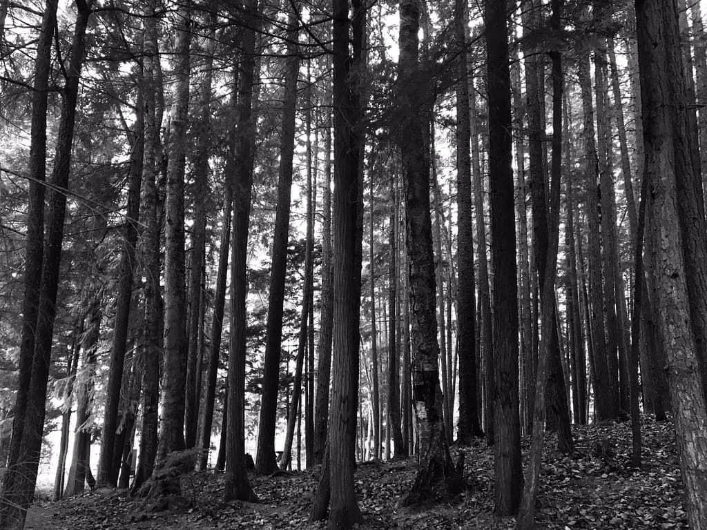 Guided Volcano Tours