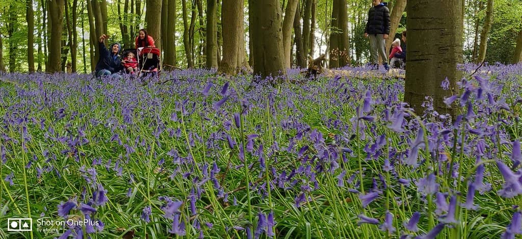 Bluebell Woods