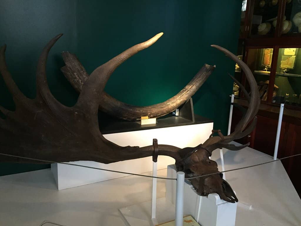 Expressive Animal Displays