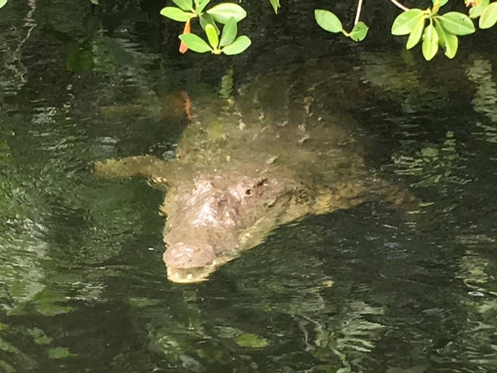Natural Swimming Pools