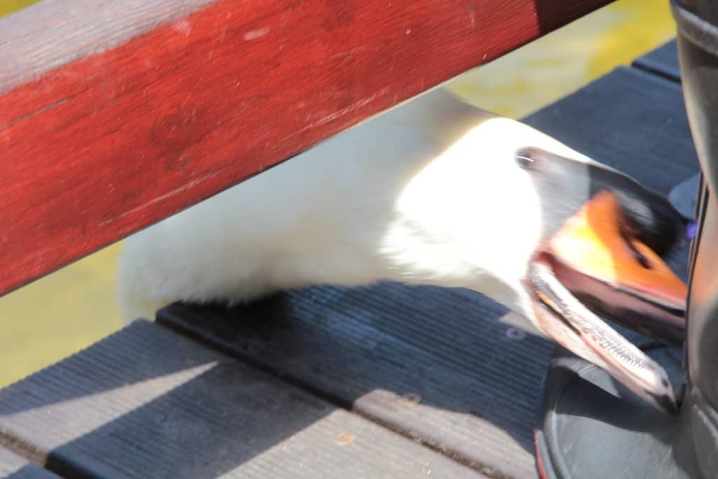 Cascading Water Features