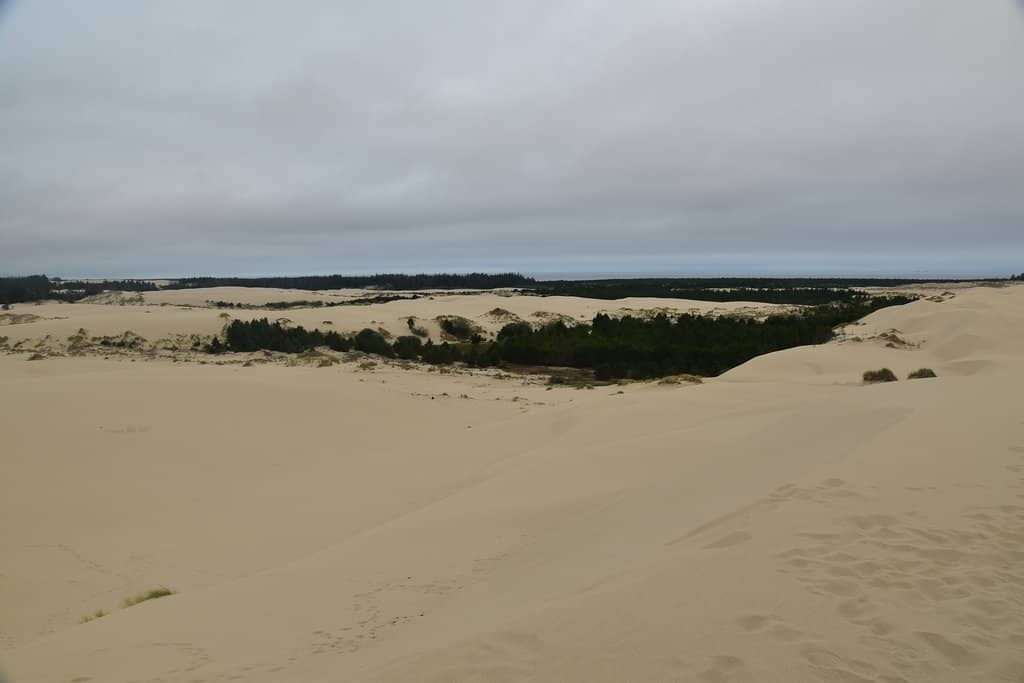 Forest to Dune Transition