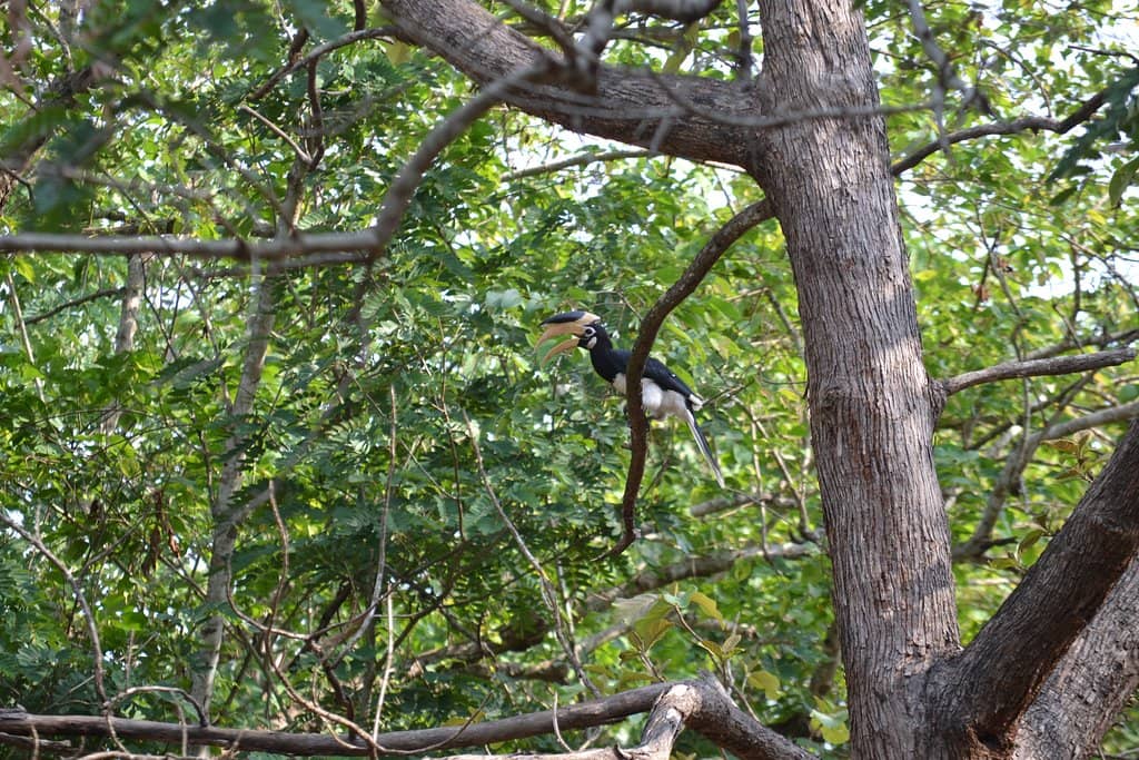 Bhadra River Boat Safari