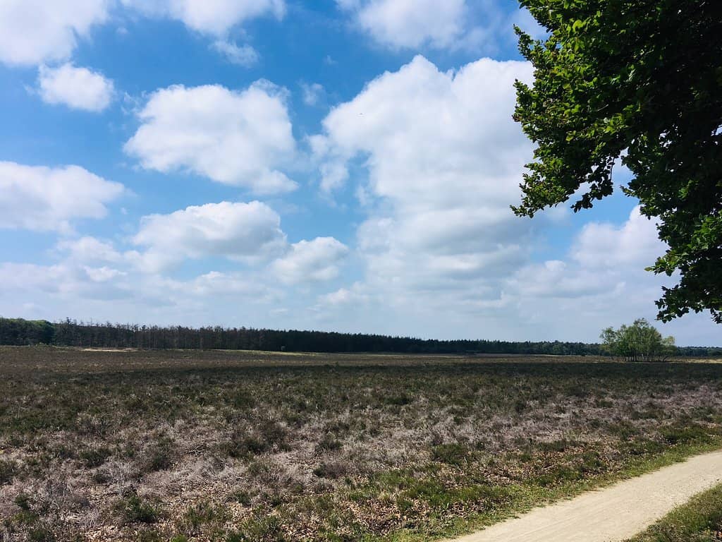 Expansive Heathlands