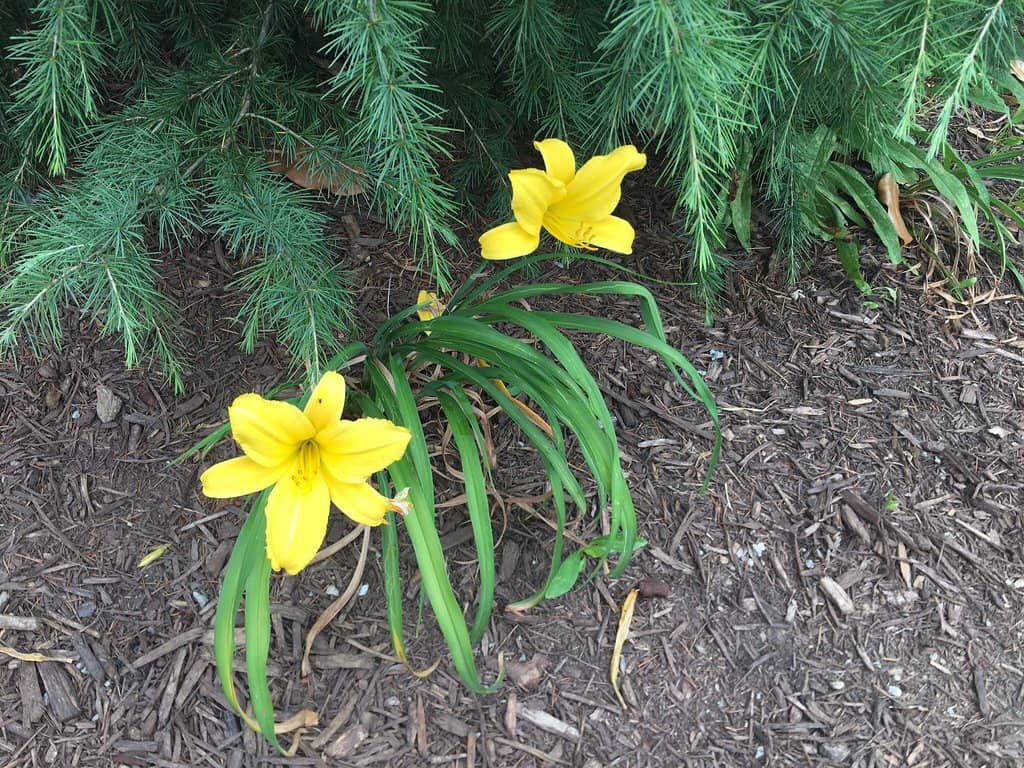 Nishikawa Summer Lights