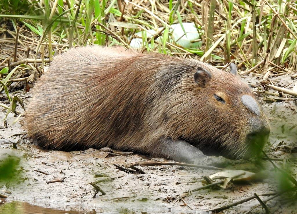Sprawling Green Spaces