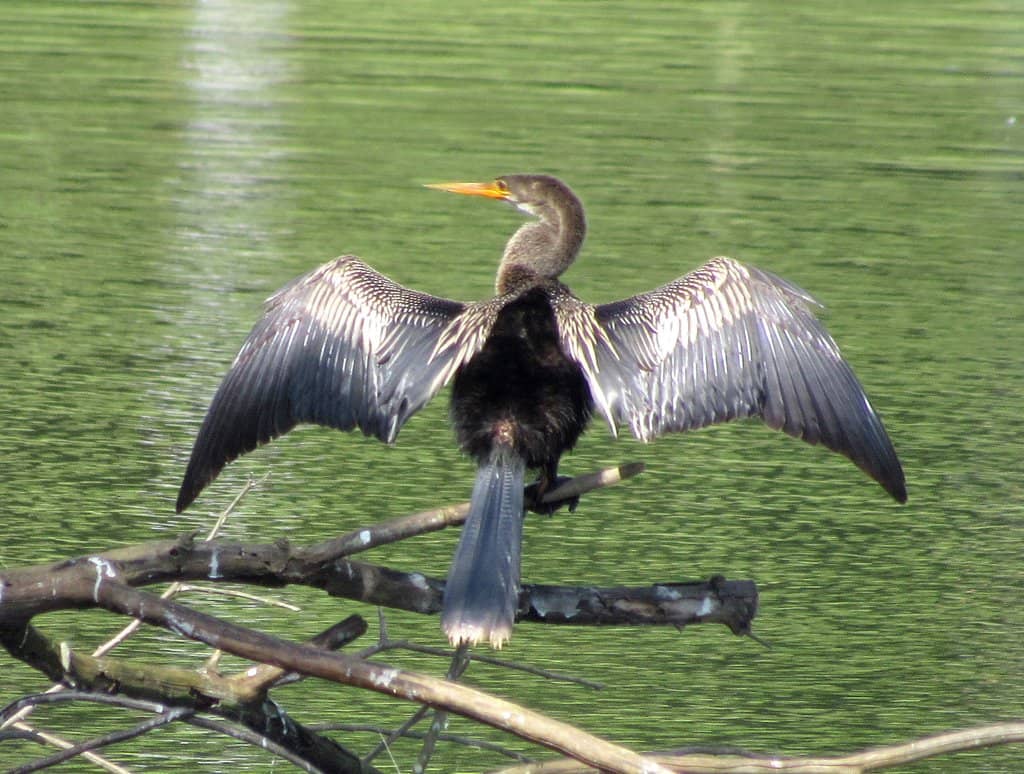 Abundant Wildlife Sightings