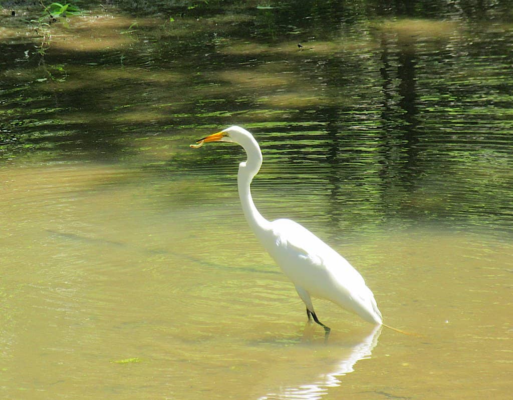 Baby Sister and Little Sister Falls