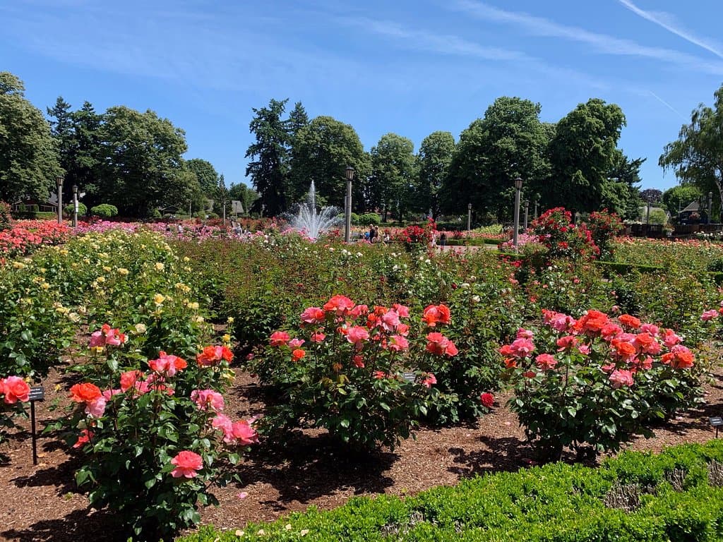 well maintained rows of roses