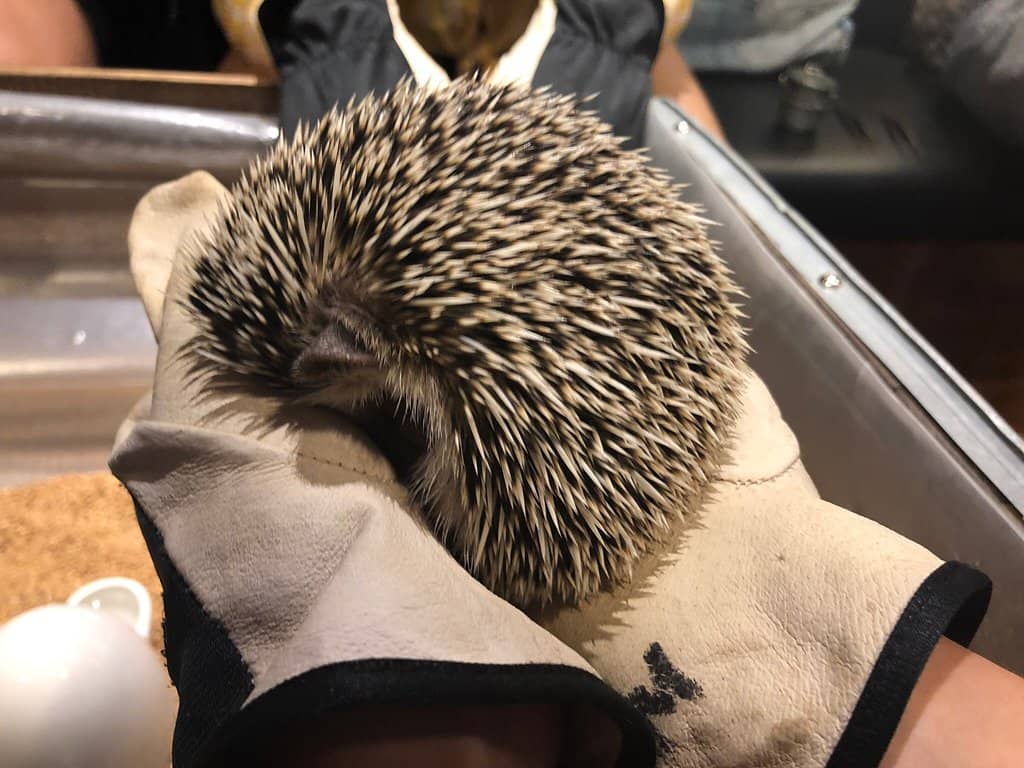 Brooklyn-Style Interior